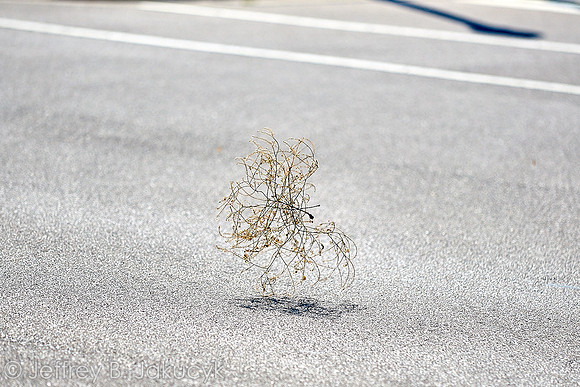 DSC_8919