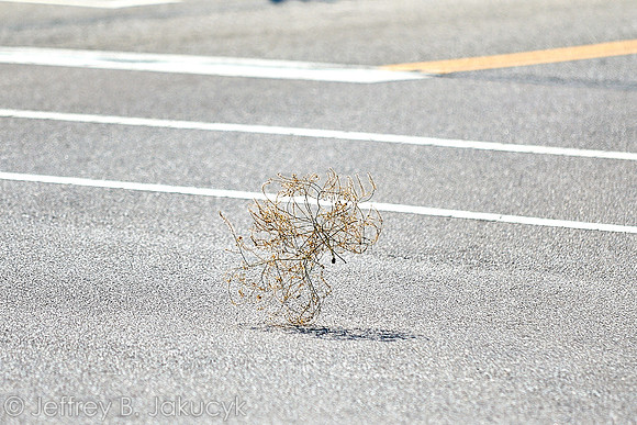 DSC_8925
