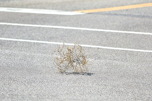 DSC_8926
